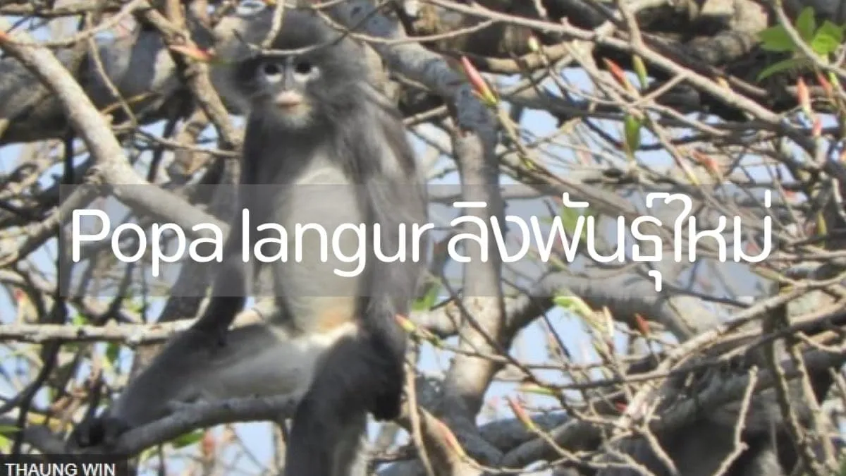 Popa langur ลิงสายพันธุ์ใหม่ในพื้นที่ป่าของเมียนมา